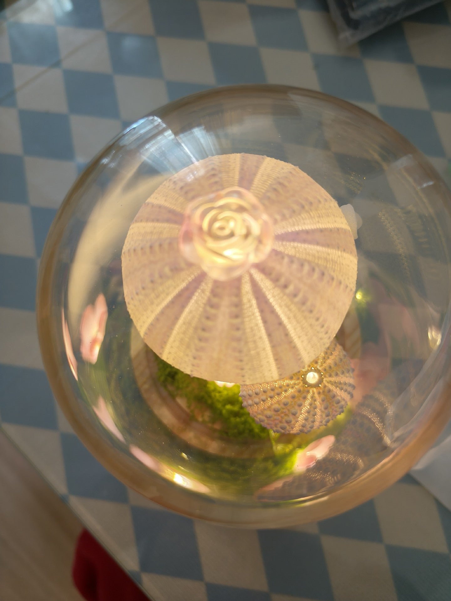 High 16 wide 10 dreamy sea urchin lamp finished product