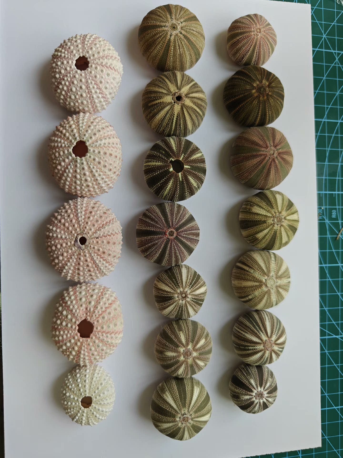 Out of the picture of the homemade sea urchin lamp, warm and beautiful night!