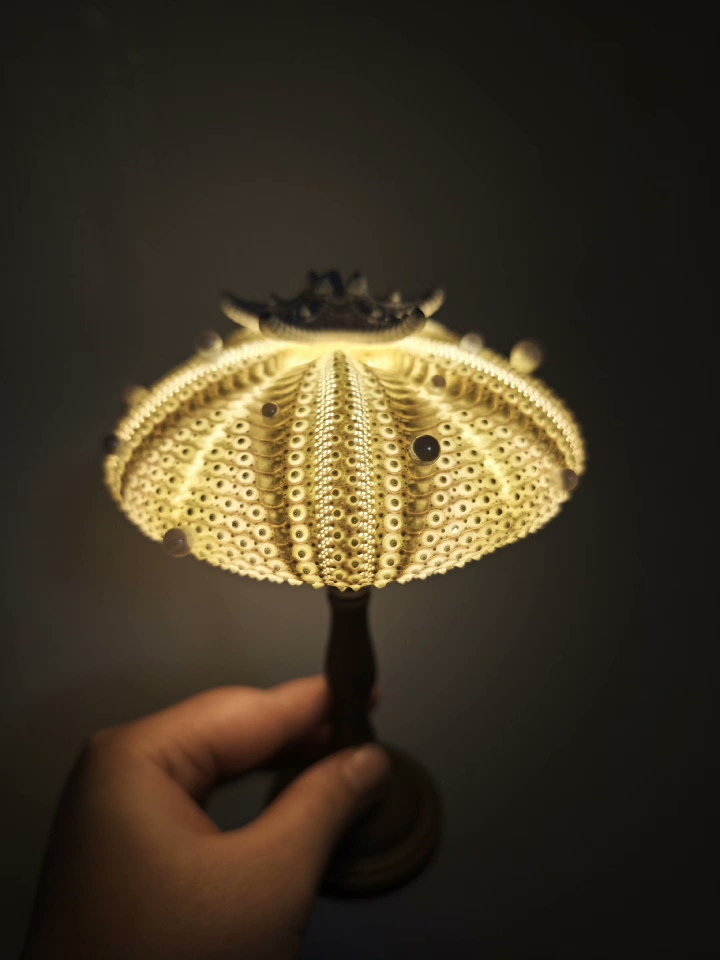 Out of the picture of the homemade sea urchin lamp, warm and beautiful night!