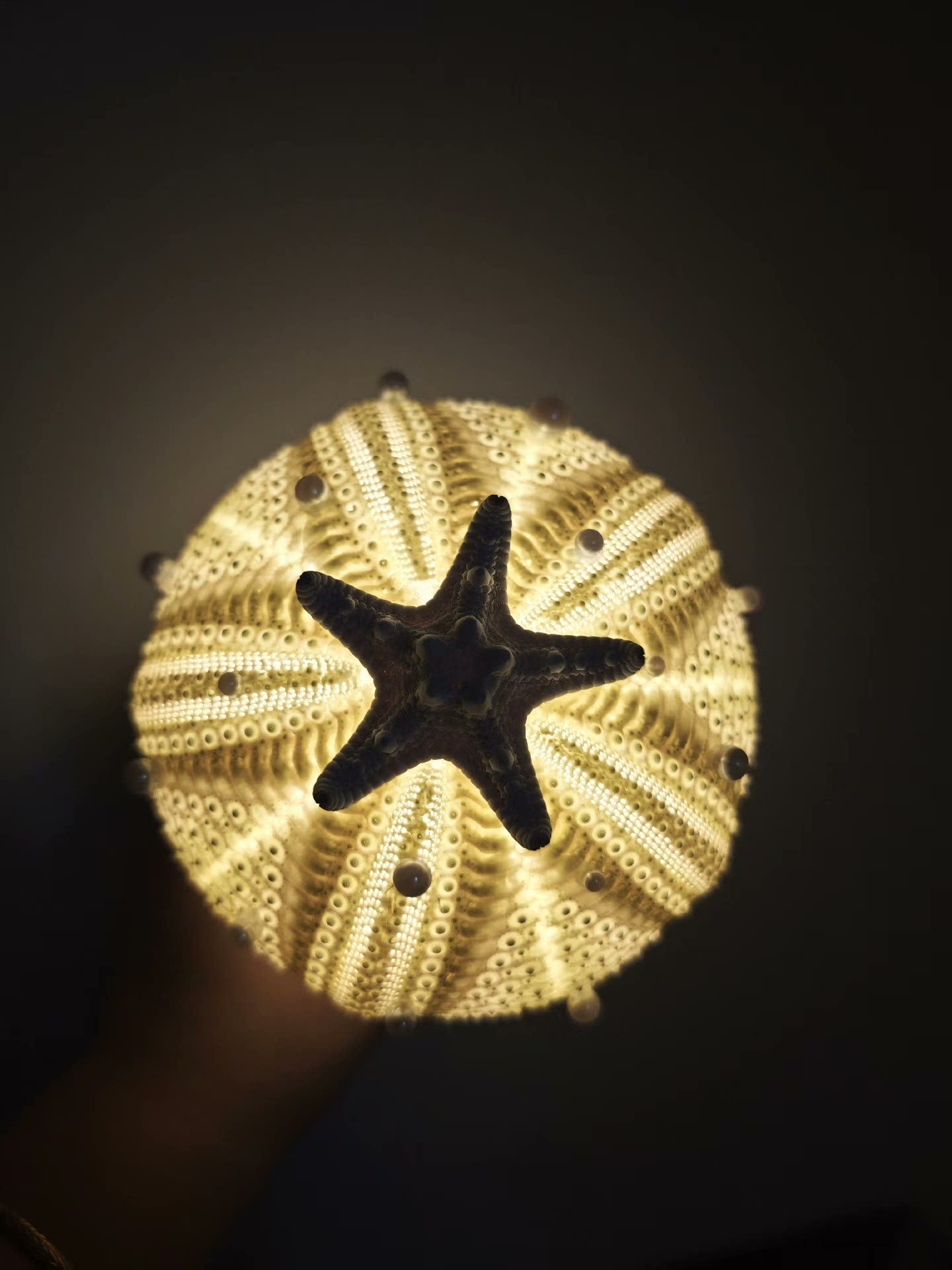 Out of the picture of the homemade sea urchin lamp, warm and beautiful night!